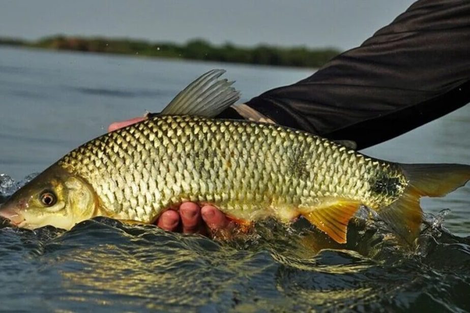 Defeso da Piracema em vigor: Pesca de espécies nativas é proibida no Litoral Norte até Fevereiro