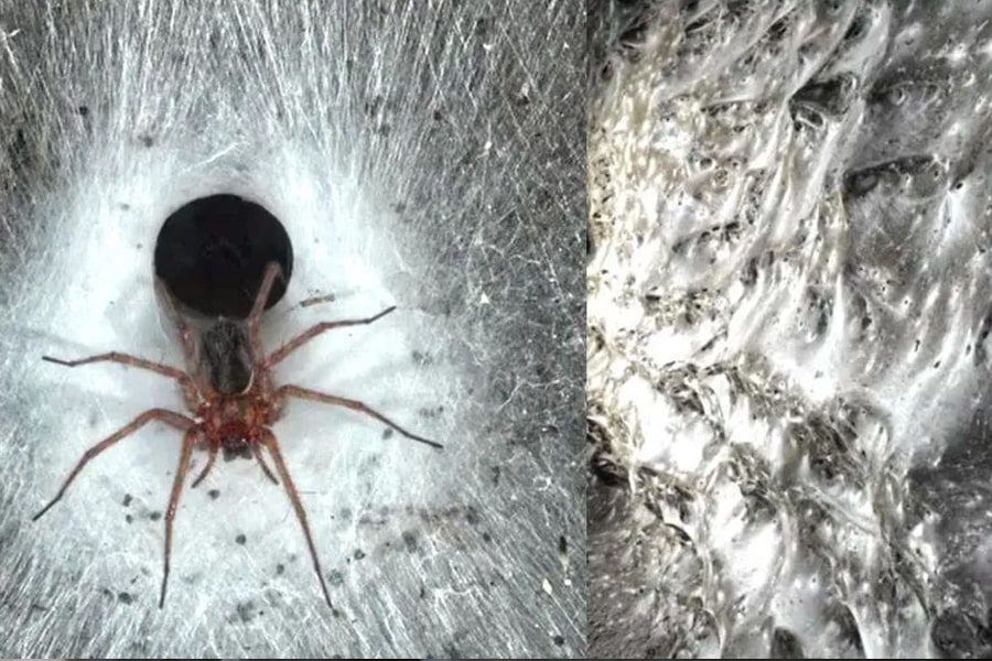 Caverna com 100 mil aranhas é encontrada na Grécia.