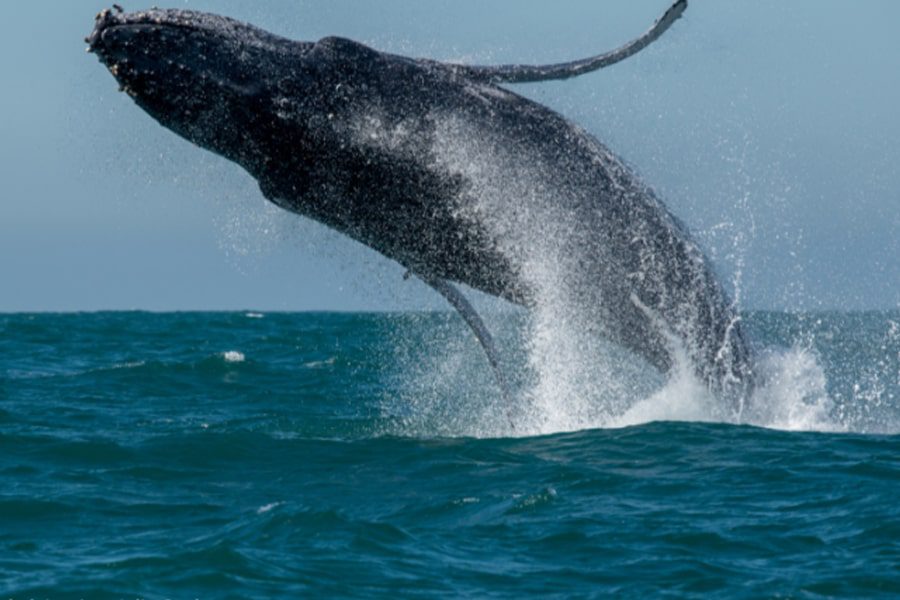 Avistamento de Baleias de São Sebastião vence Prêmio Nacional de Turismo 2025.