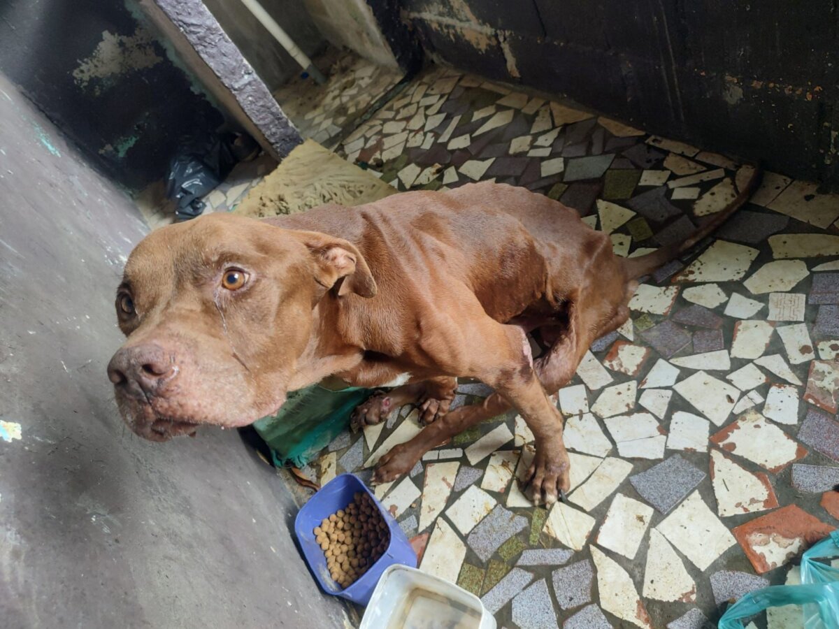 Animal recolhido pela Zoonose com sinais de desnutrição-imagem cedida pela Cabo PM Alérica Firmino Abreu