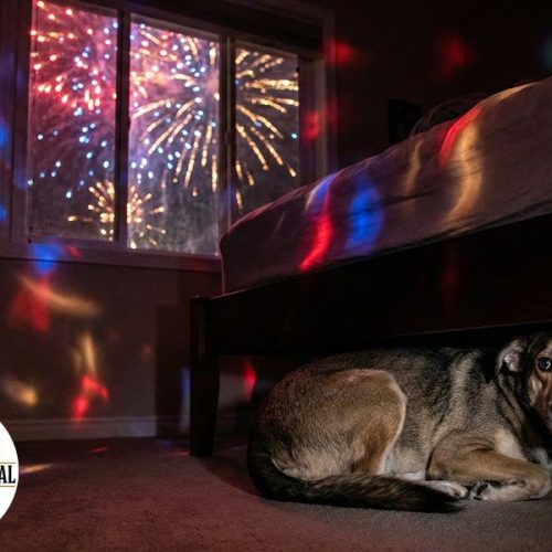 Pesquisa Revela que 84% dos Pets Sofrem com Barulho de Fogos de Artifício.