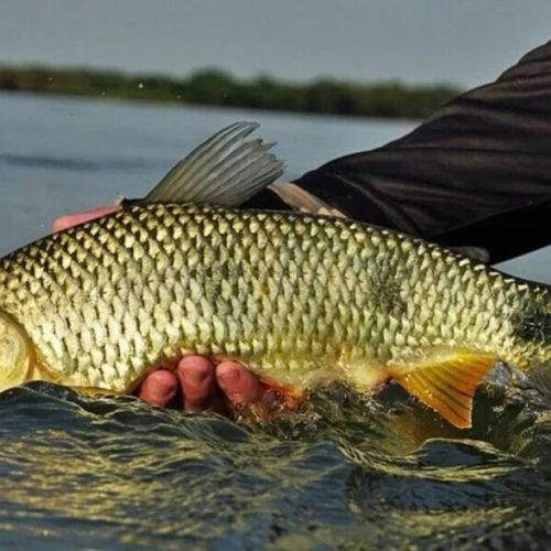 Defeso da Piracema em vigor: Pesca de espécies nativas é proibida no Litoral Norte até Fevereiro