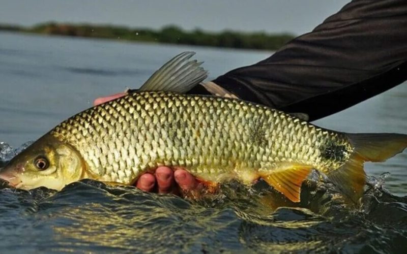 Defeso da Piracema em vigor: Pesca de espécies nativas é proibida no Litoral Norte até Fevereiro