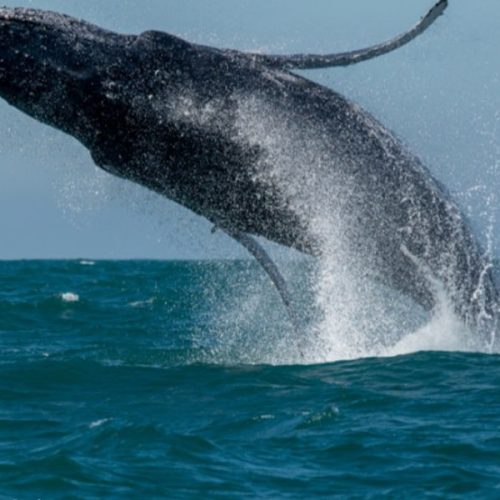 Avistamento de Baleias de São Sebastião vence Prêmio Nacional de Turismo 2025.