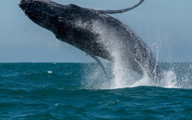 Avistamento de Baleias de São Sebastião vence Prêmio Nacional de Turismo 2025.