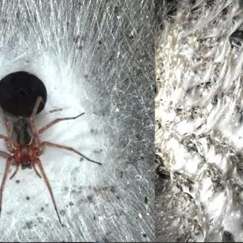 Caverna com 100 mil aranhas é encontrada na Grécia.
