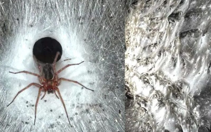 Caverna com 100 mil aranhas é encontrada na Grécia.
