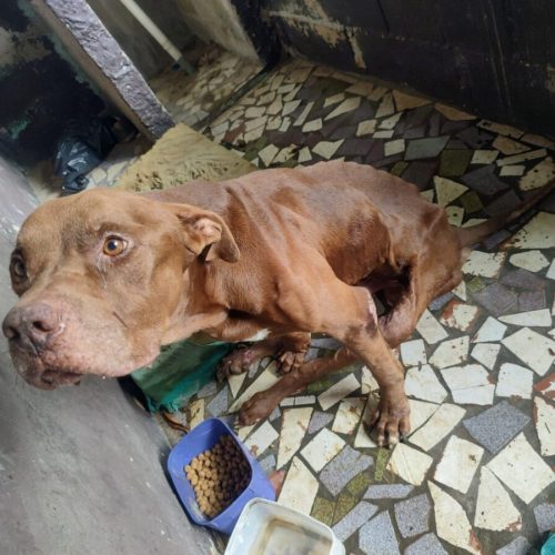 Animal recolhido pela Zoonose com sinais de desnutrição-imagem cedida pela Cabo PM Alérica Firmino Abreu