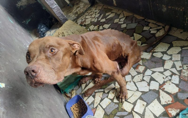 Animal recolhido pela Zoonose com sinais de desnutrição-imagem cedida pela Cabo PM Alérica Firmino Abreu